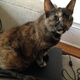 Quimby the cat in July 2014.